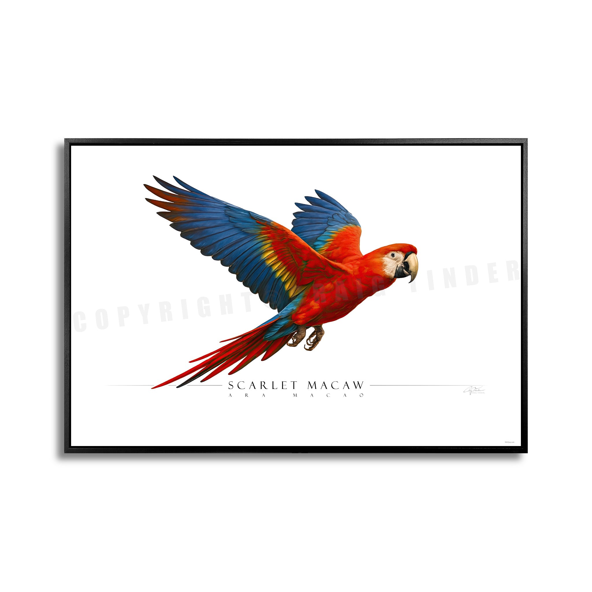 SIDE VIEW - BIRDS