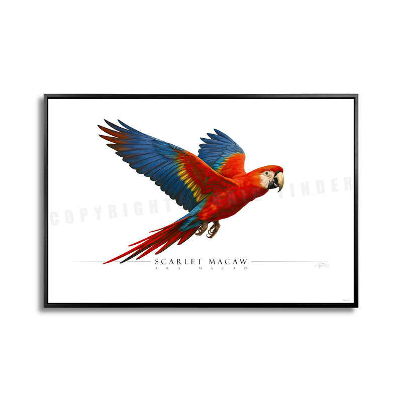 SIDE VIEW - BIRDS
