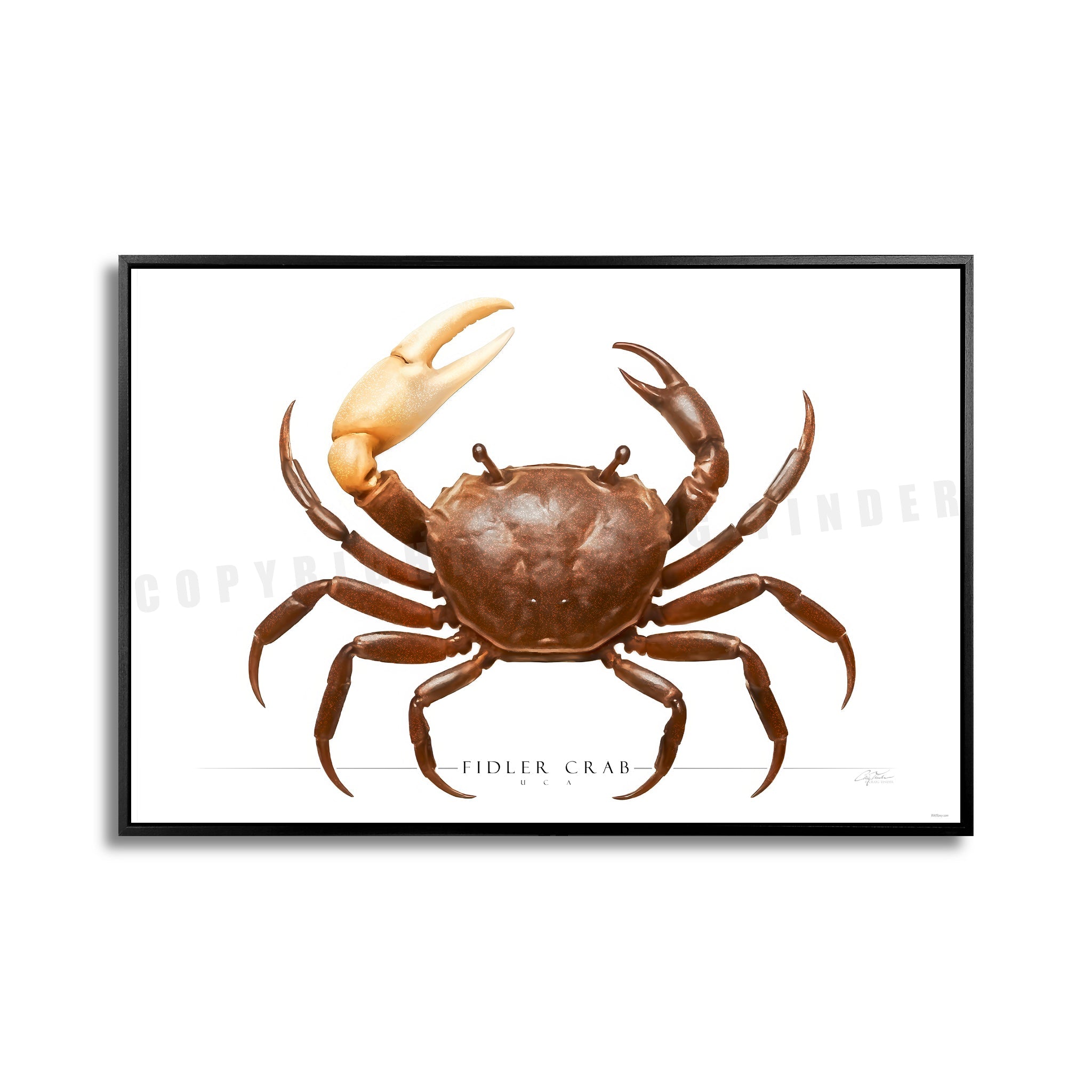 SIDE VIEW - CRUSTACEANS