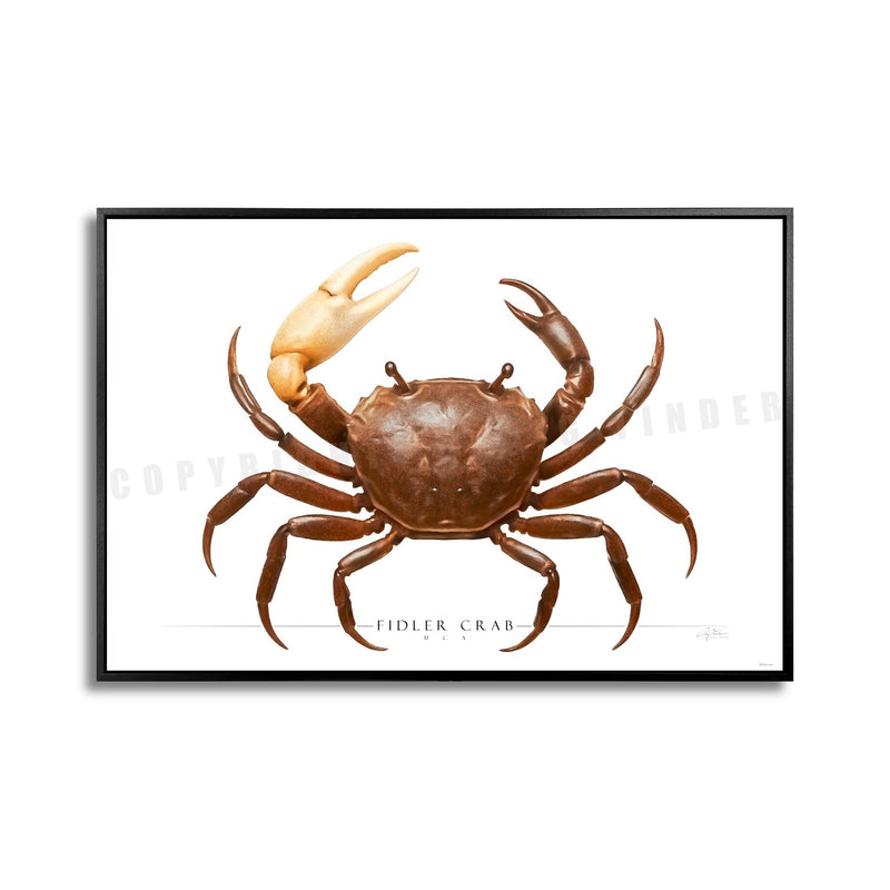 SIDE VIEW - CRUSTACEANS
