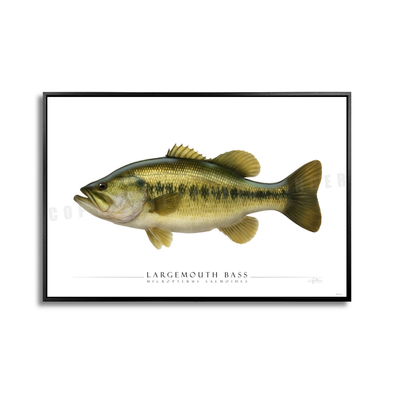 SIDE VIEW - BASS/PIKE