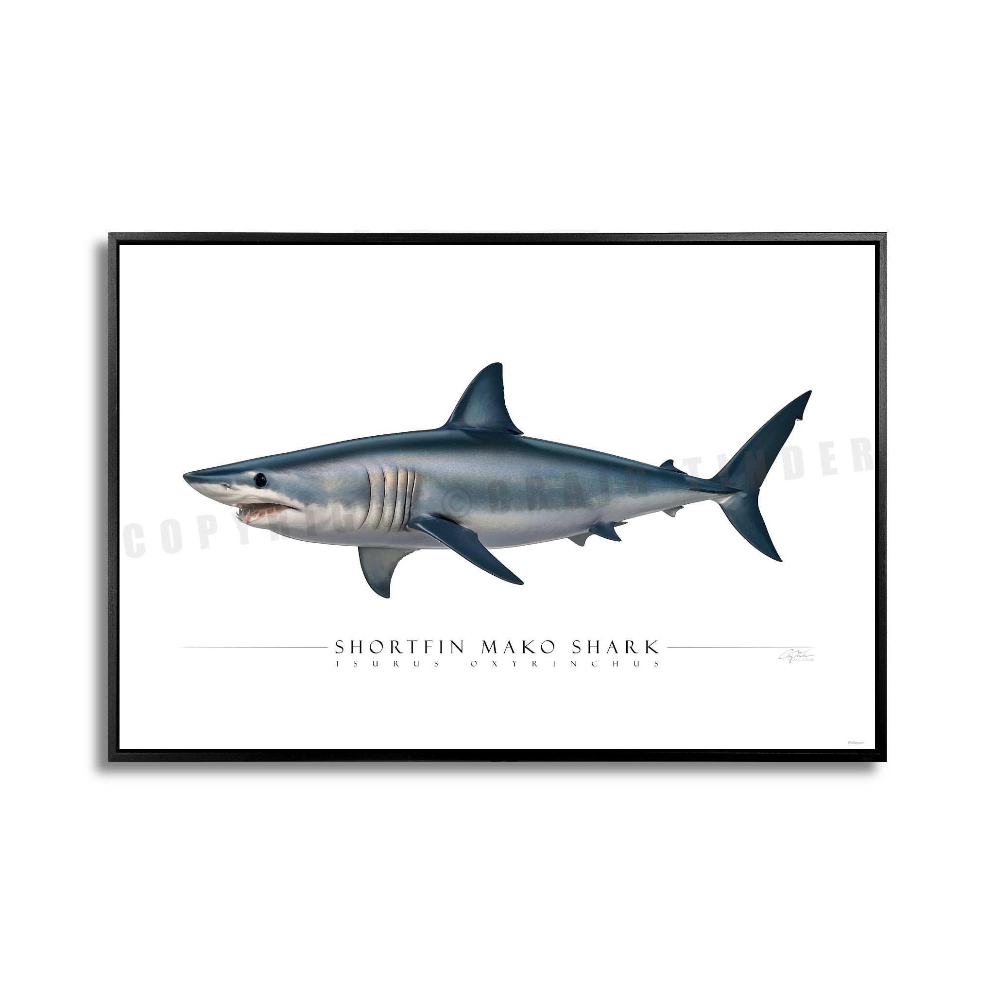 SIDE VIEW - SHARKS