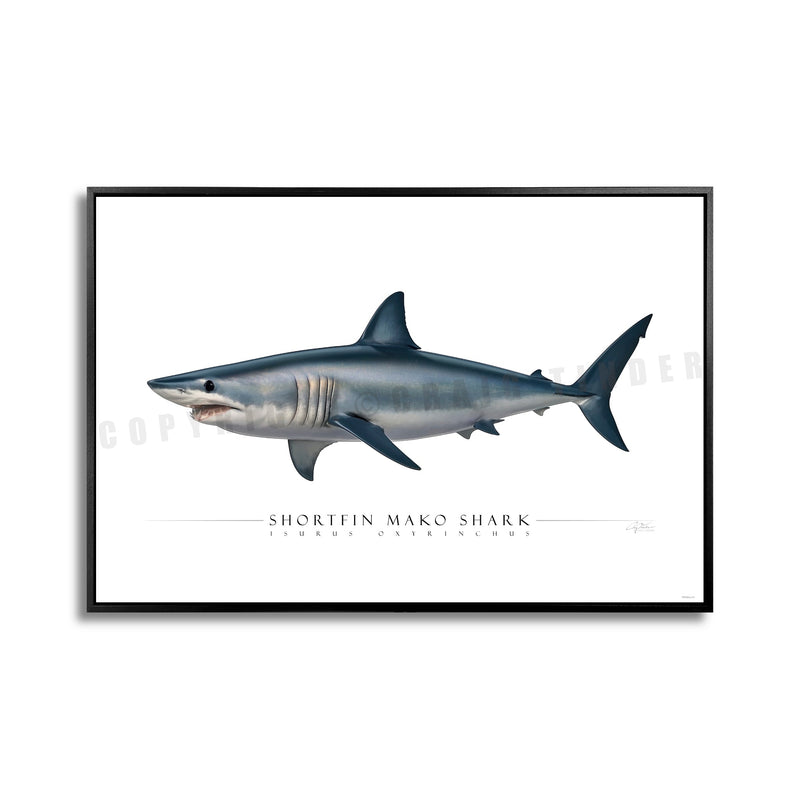 SIDE VIEW - SHARKS