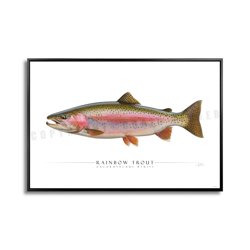 SIDE VIEW - TROUT/SALMON