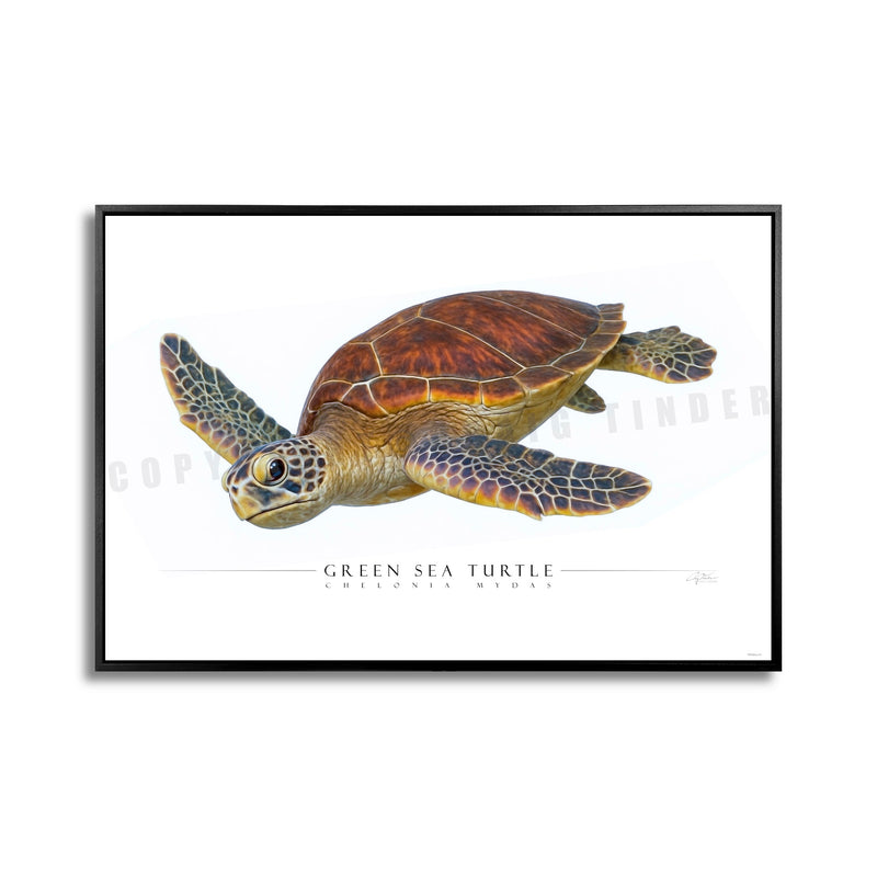 SIDE VIEW - TURTLES