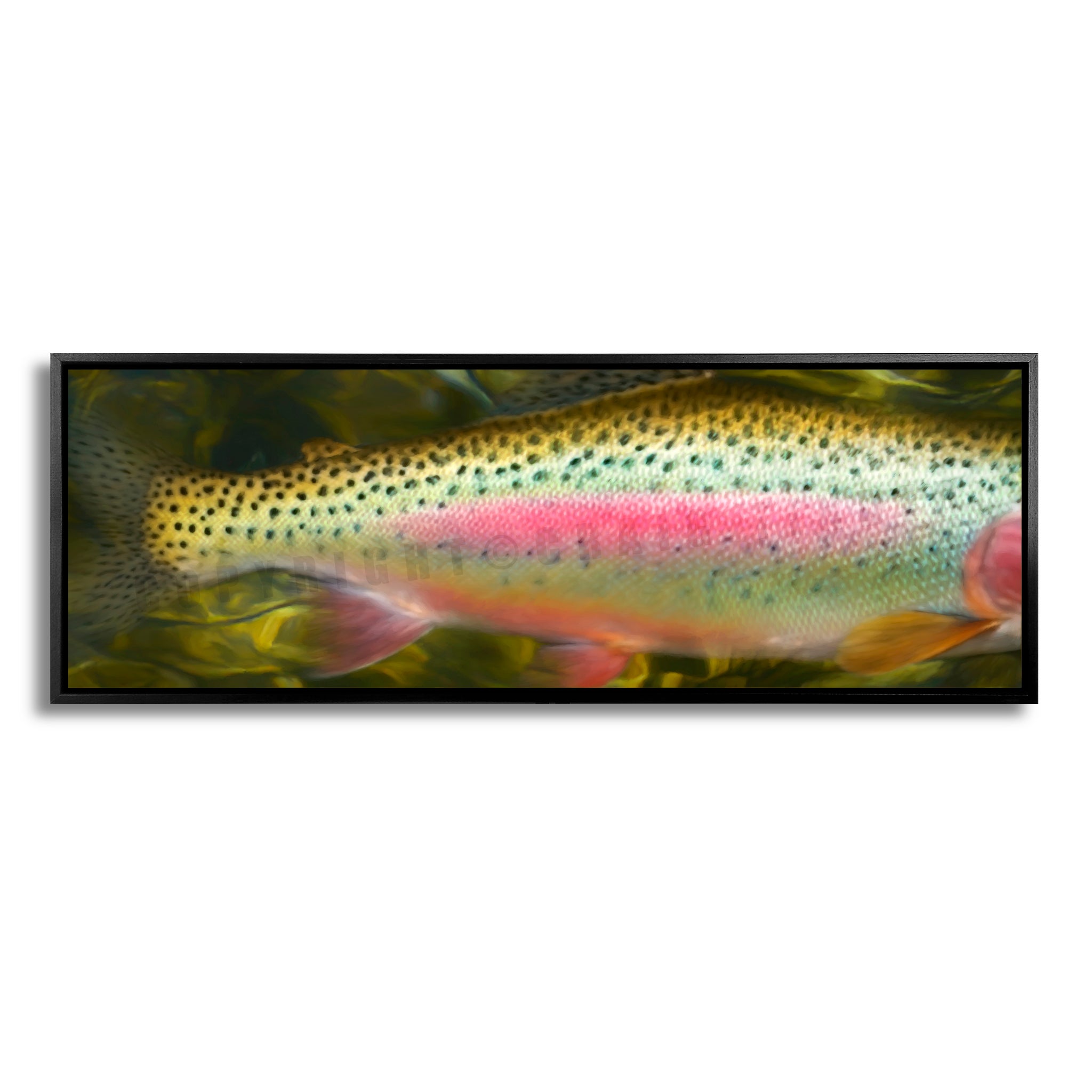 Rainbow Trout Body