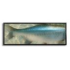 Tarpon Body