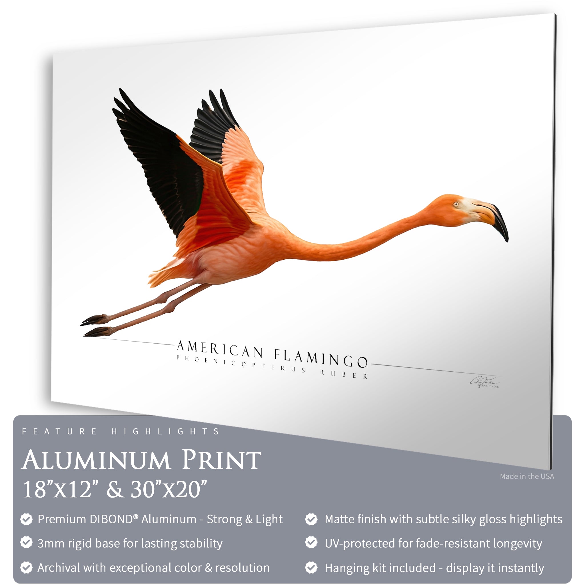 American Flamingo - Side View