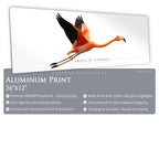 American Flamingo - Side View