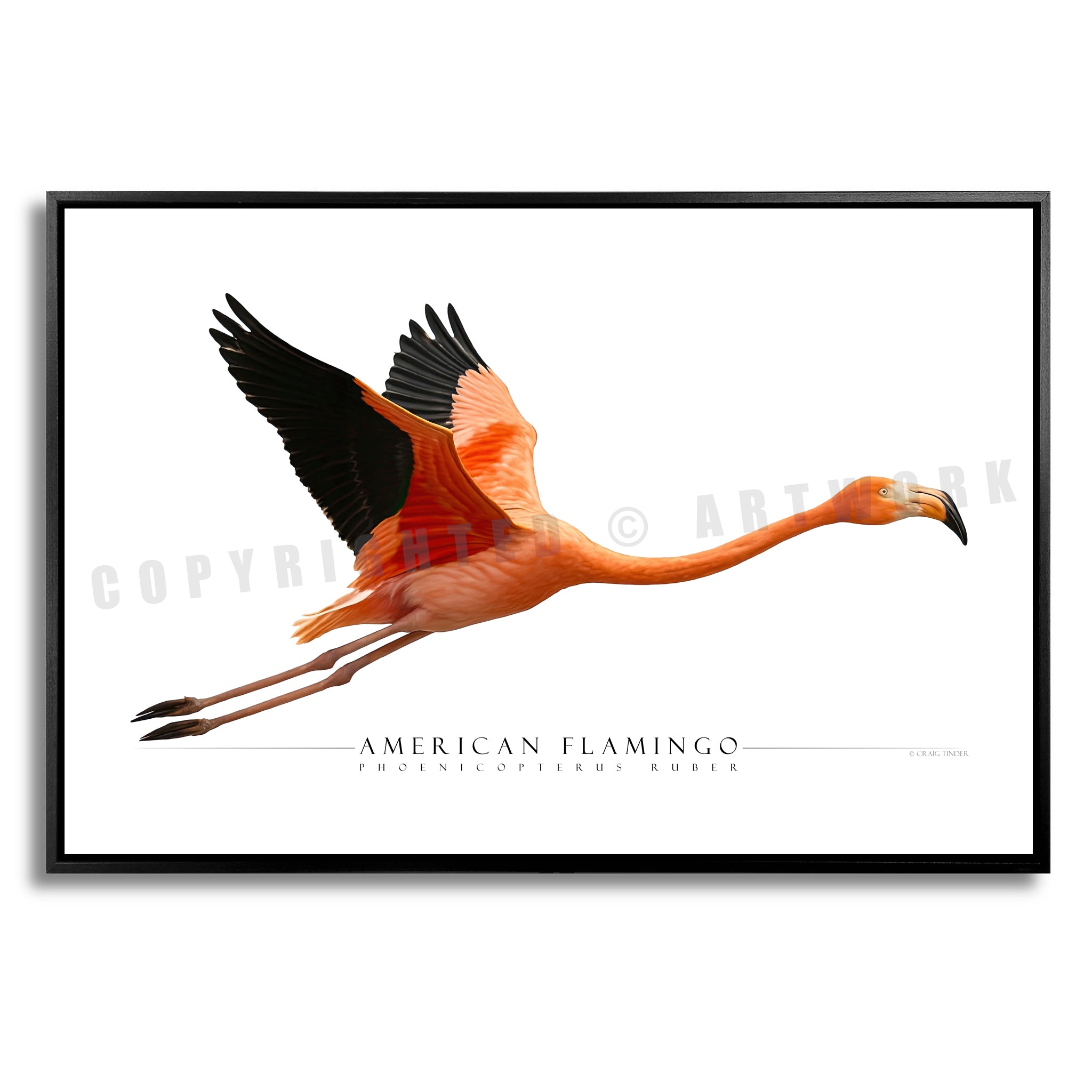 American Flamingo - Side View