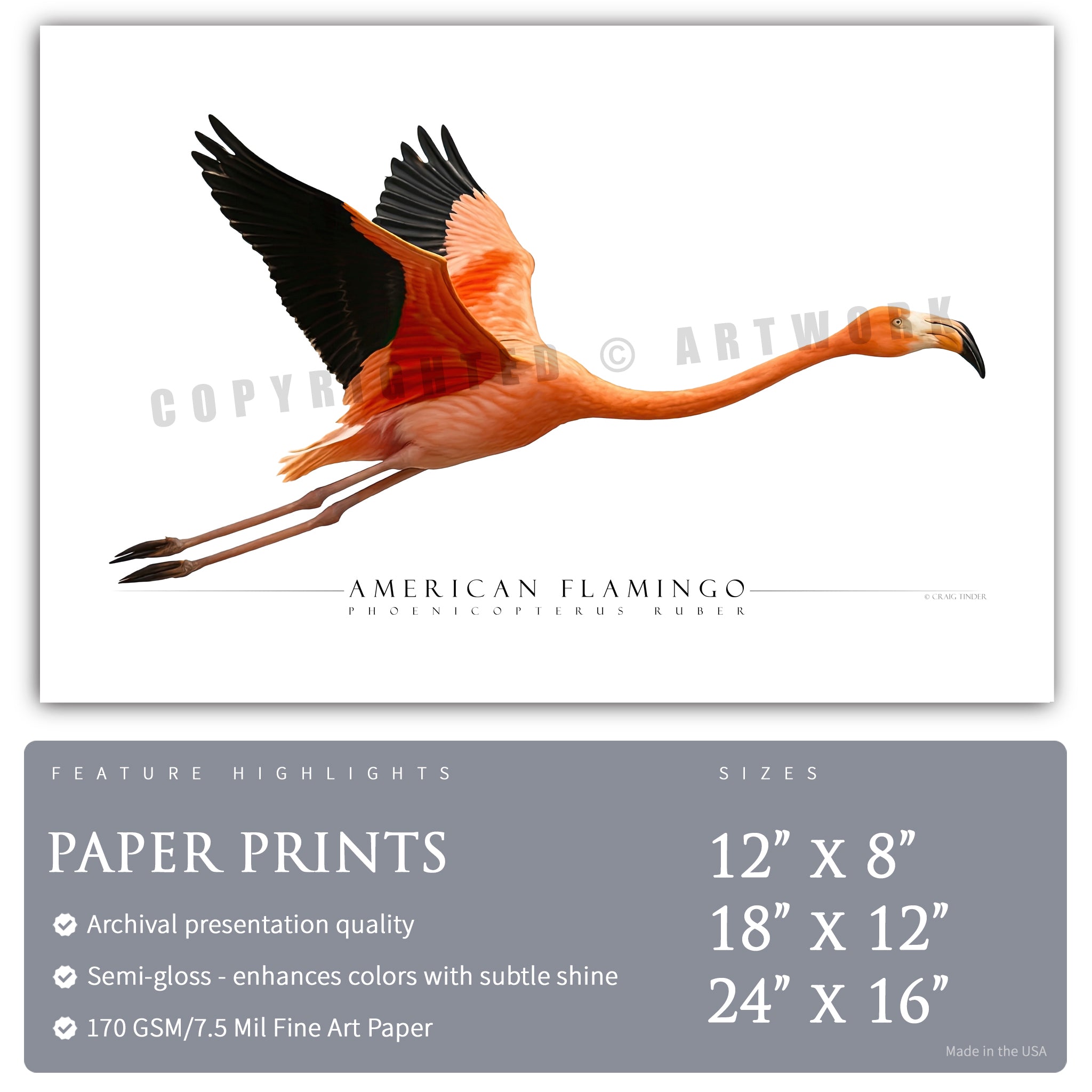 American Flamingo - Side View