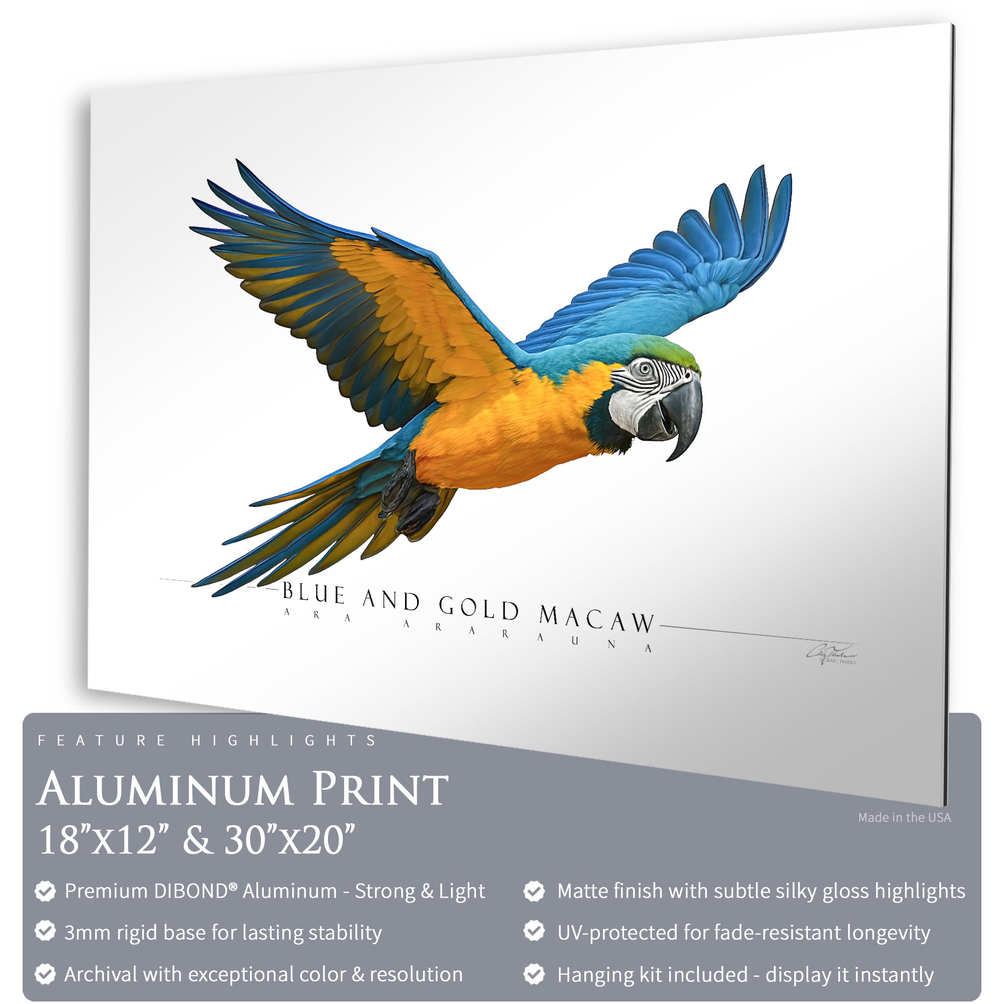 Blue & Gold Macaw - Side View