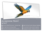 Blue & Gold Macaw - Side View