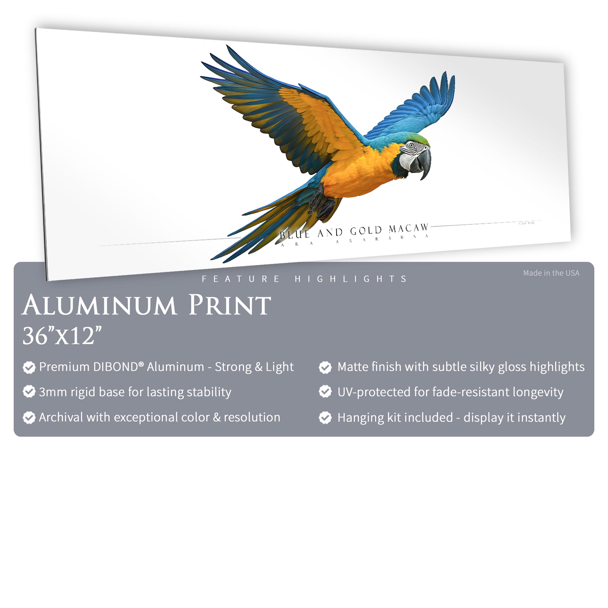 Blue & Gold Macaw - Side View