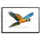 Blue & Gold Macaw - Side View