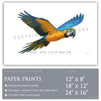 Blue & Gold Macaw - Side View