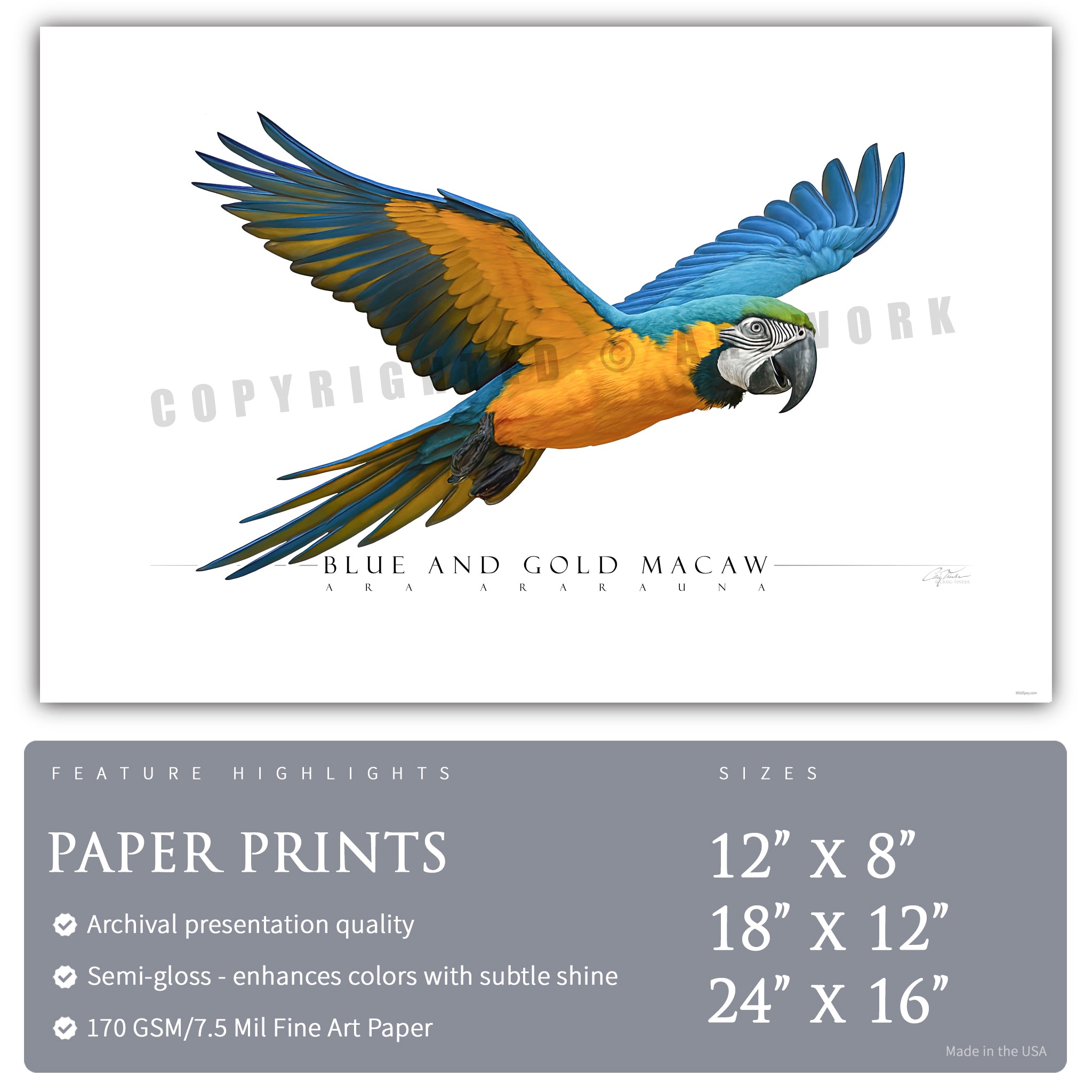 Blue & Gold Macaw - Side View