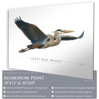 Great Blue Heron - Side View