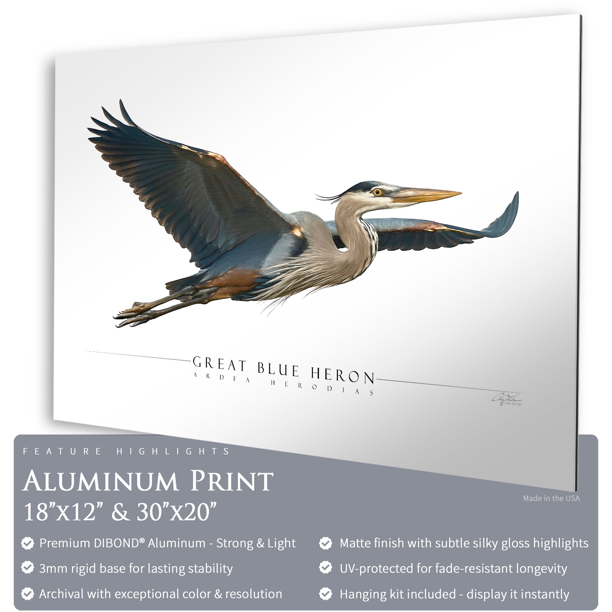 Great Blue Heron - Side View