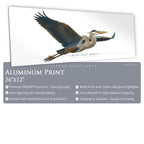 Great Blue Heron - Side View