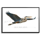 Great Blue Heron - Side View