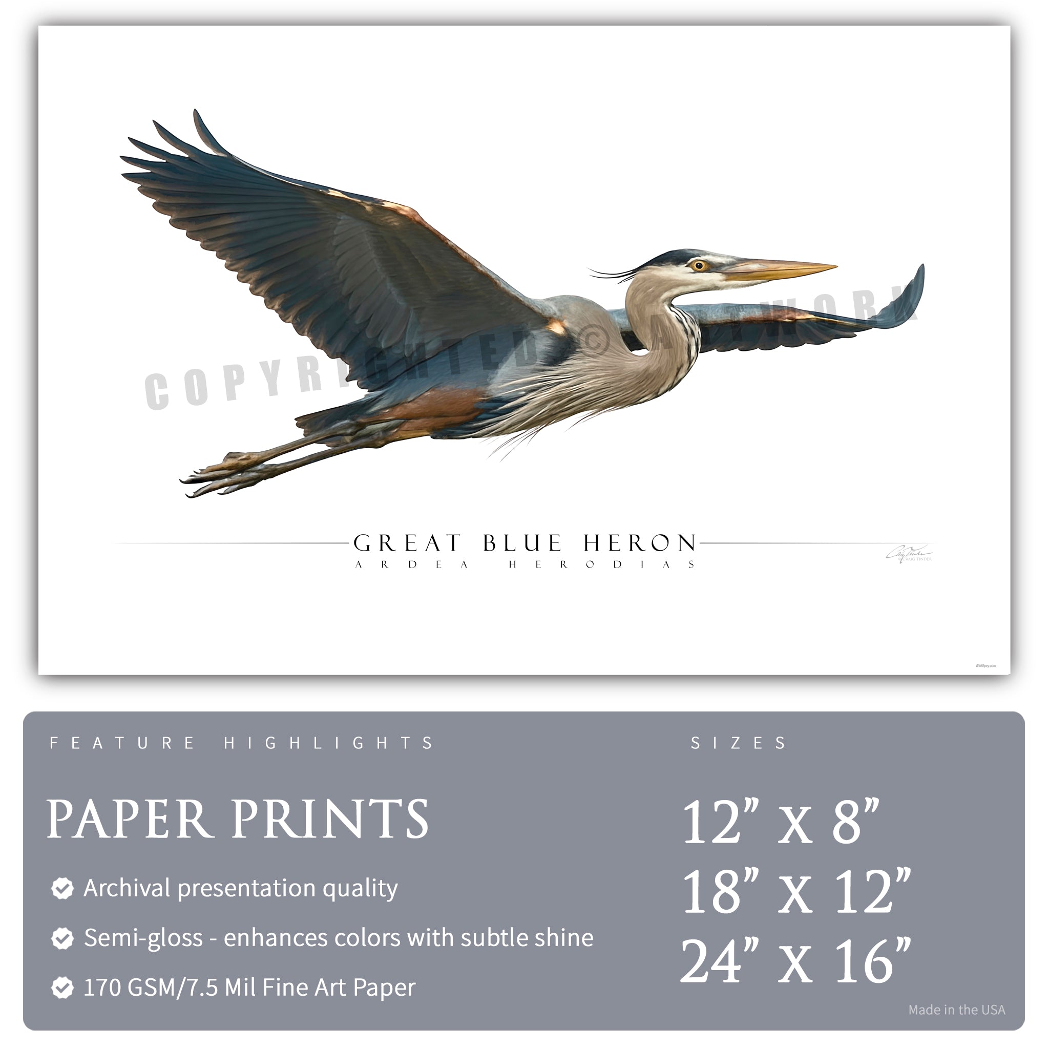 Great Blue Heron - Side View