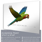 Great Green Macaw - Side View