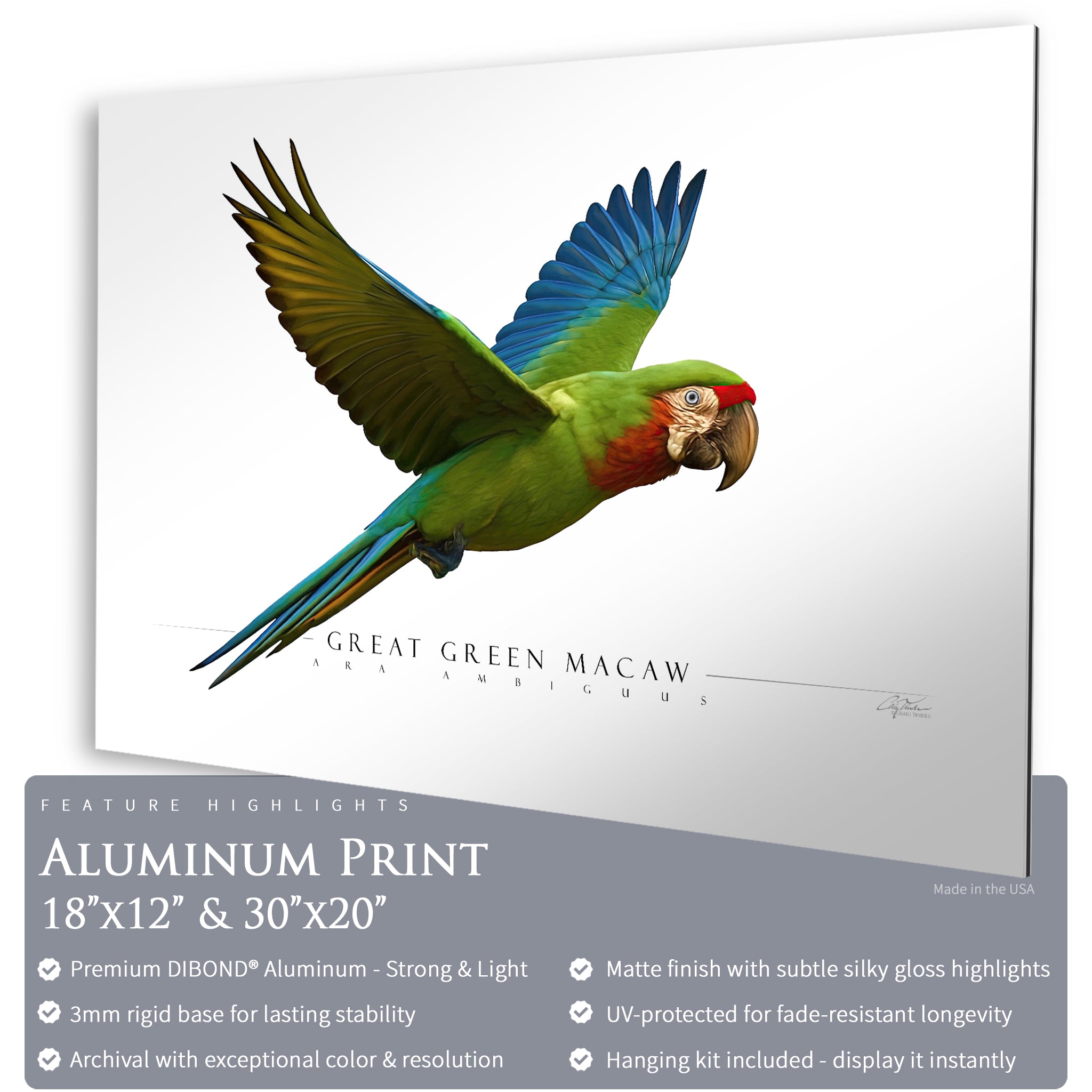 Great Green Macaw - Side View