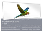 Great Green Macaw - Side View