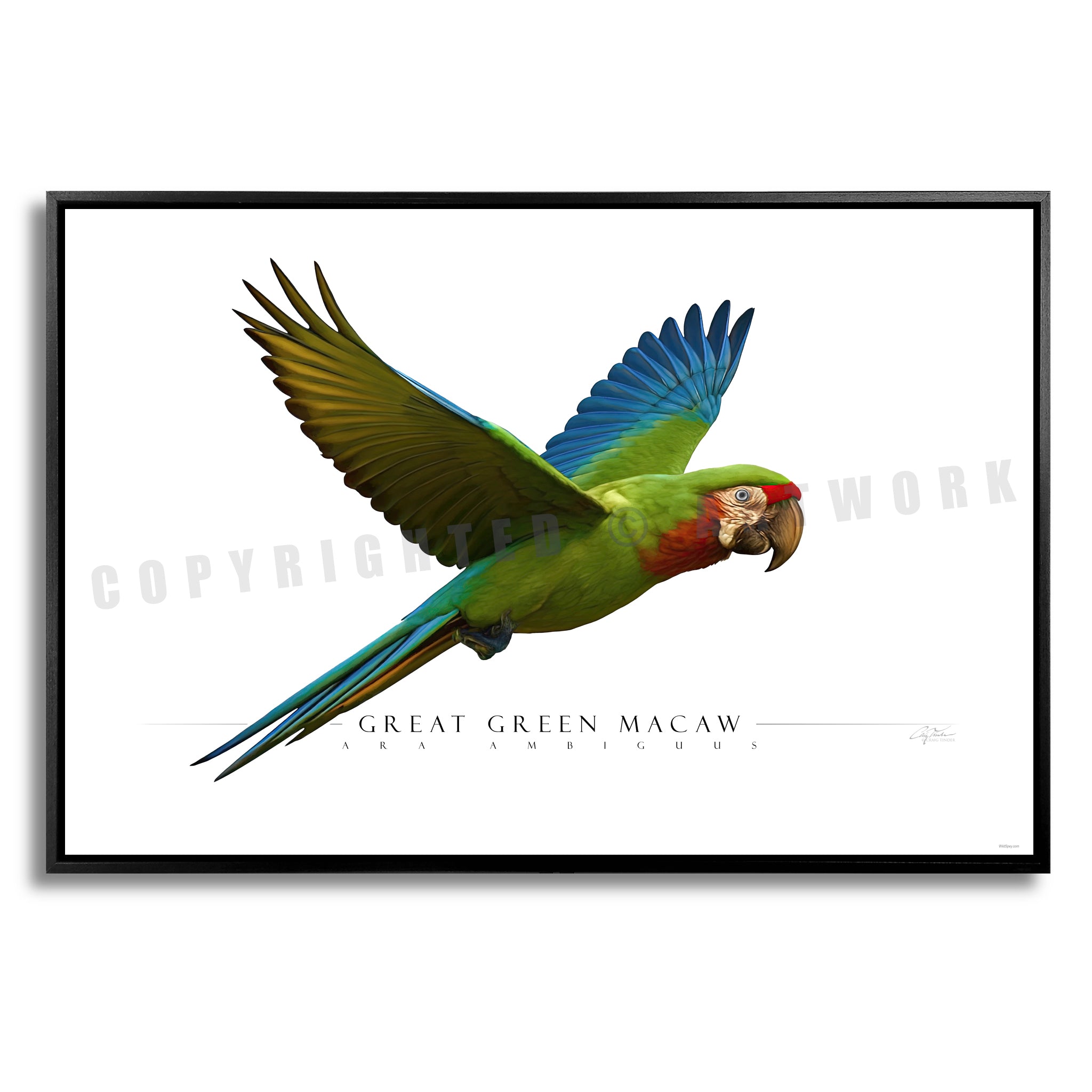 Great Green Macaw - Side View