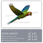 Great Green Macaw - Side View