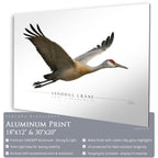 Sandhill Crane - Side View