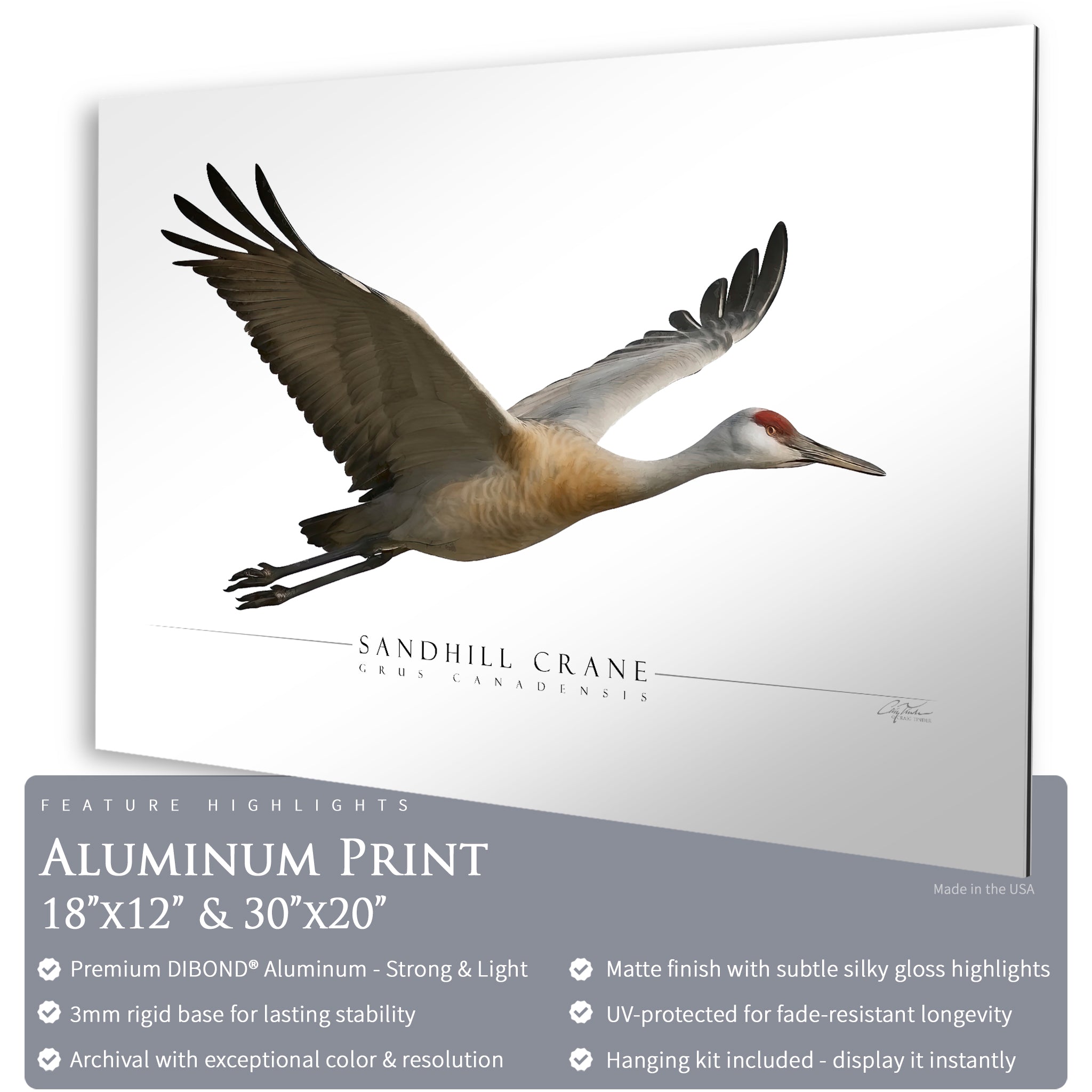 Sandhill Crane - Side View