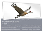 Sandhill Crane - Side View