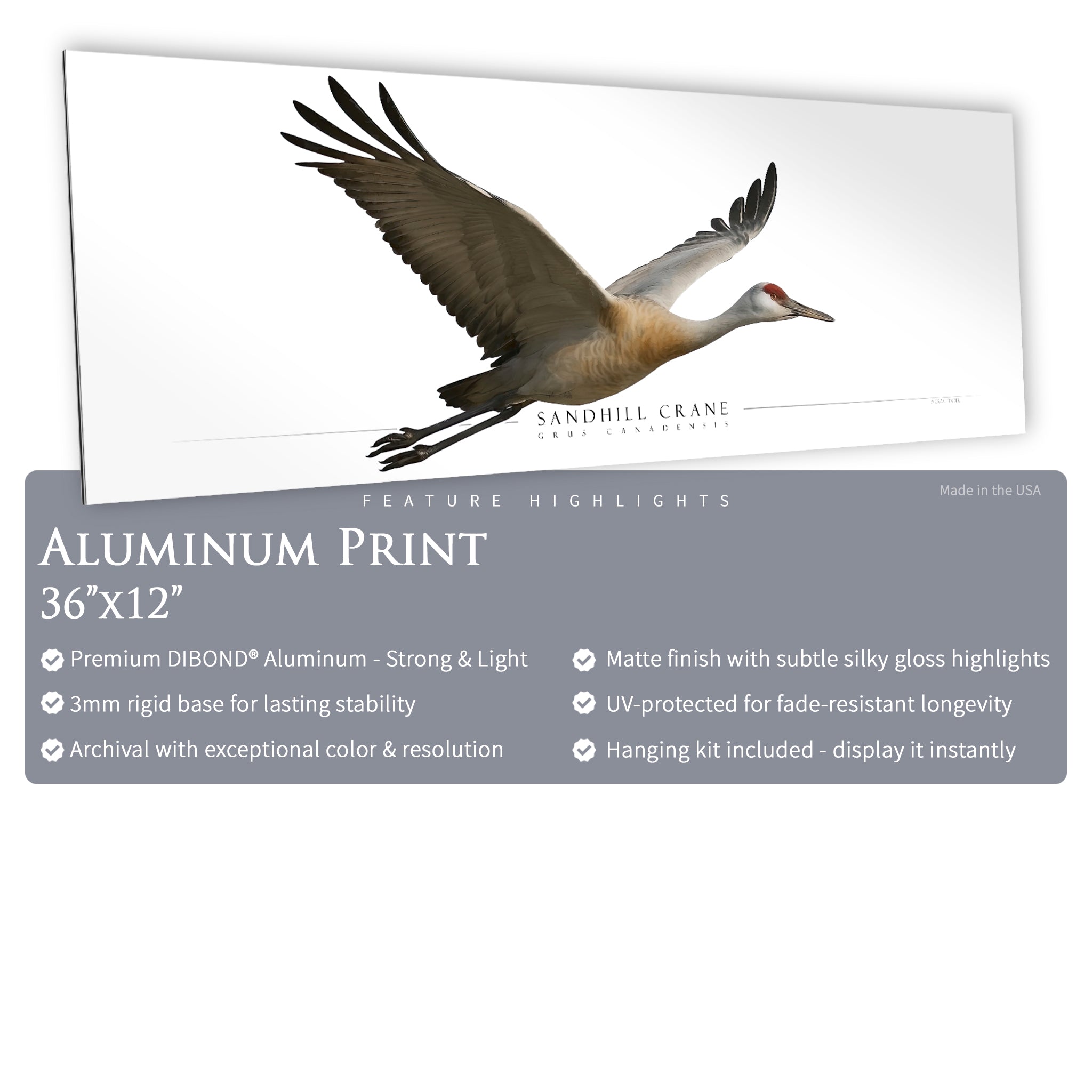 Sandhill Crane - Side View