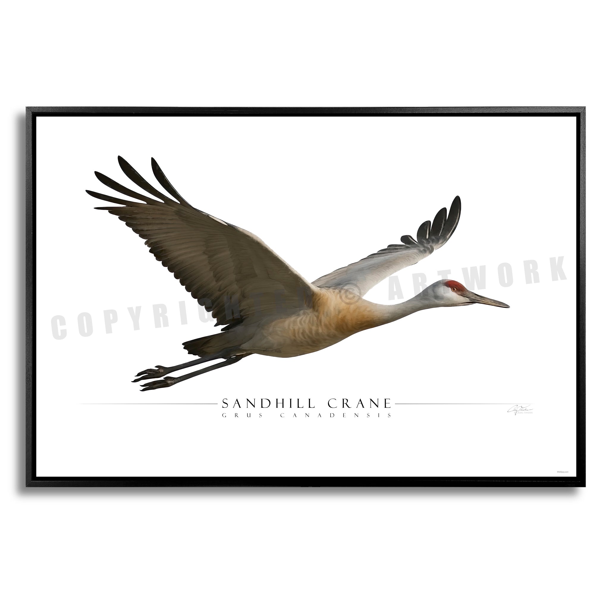 Sandhill Crane - Side View