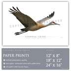 Sandhill Crane - Side View