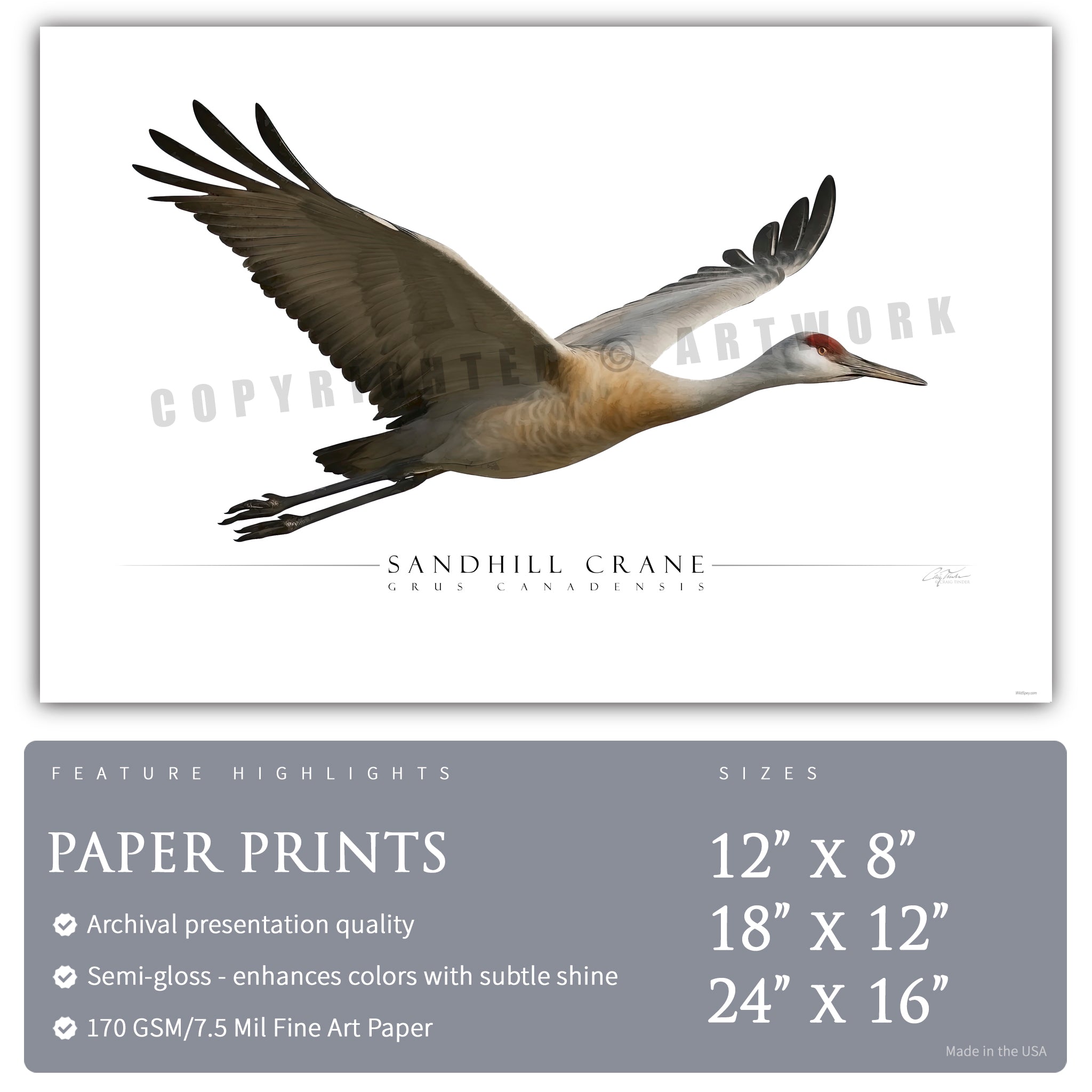 Sandhill Crane - Side View