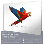 Scarlet Macaw - Side View