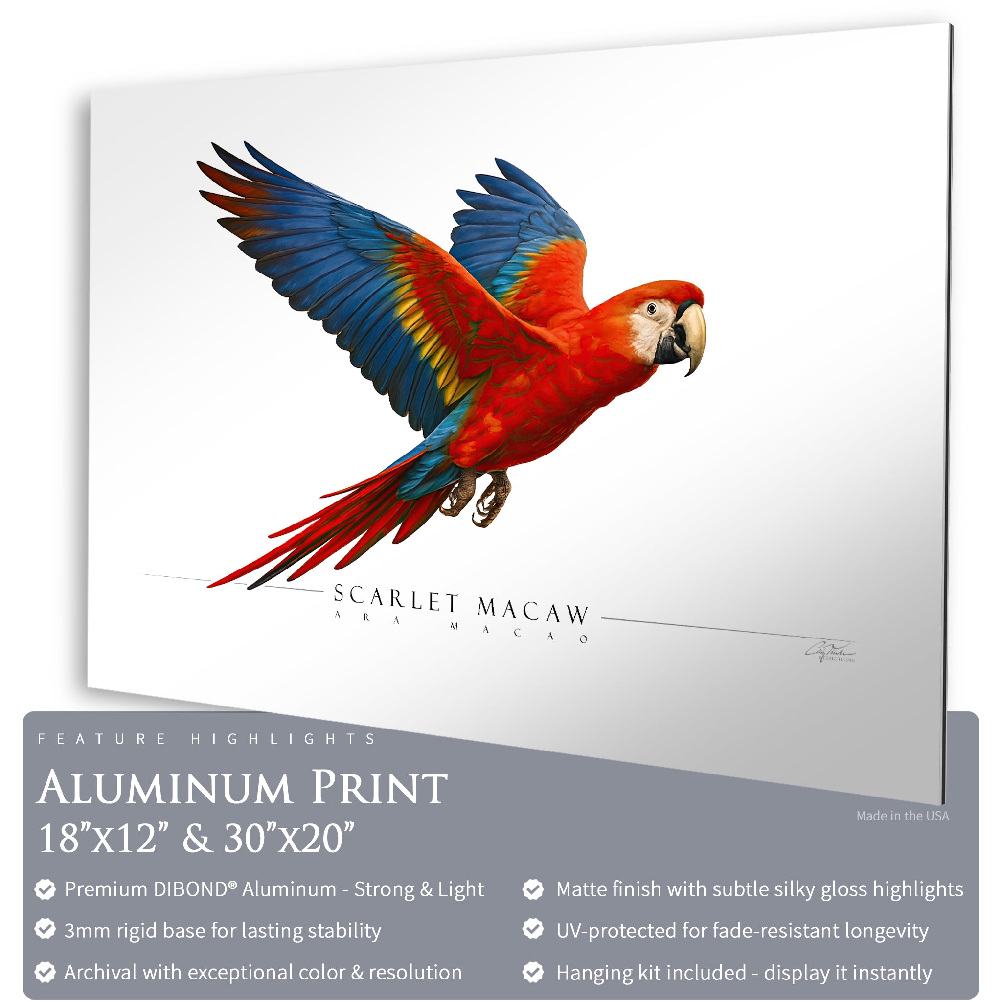 Scarlet Macaw - Side View