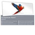 Scarlet Macaw - Side View