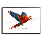 Scarlet Macaw - Side View
