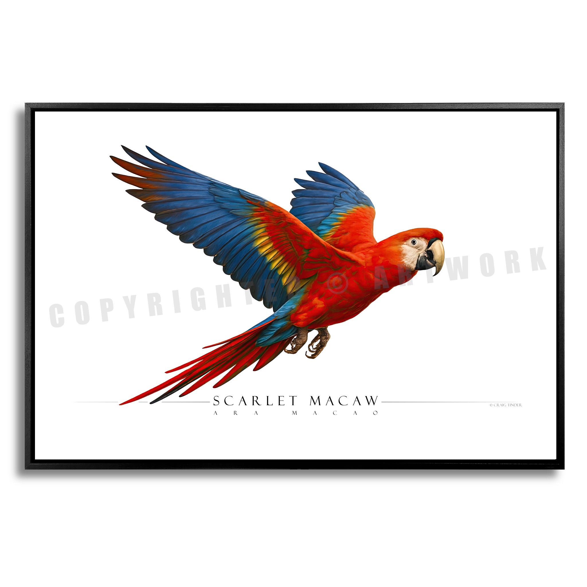 Scarlet Macaw - Side View