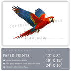 Scarlet Macaw - Side View