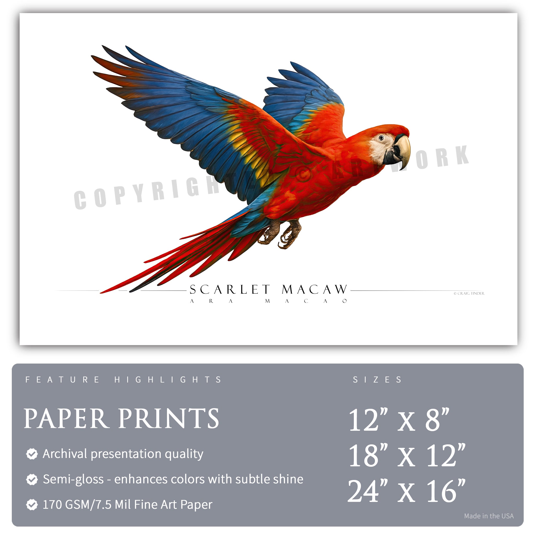 Scarlet Macaw - Side View