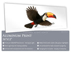 Toco Toucan - Side View