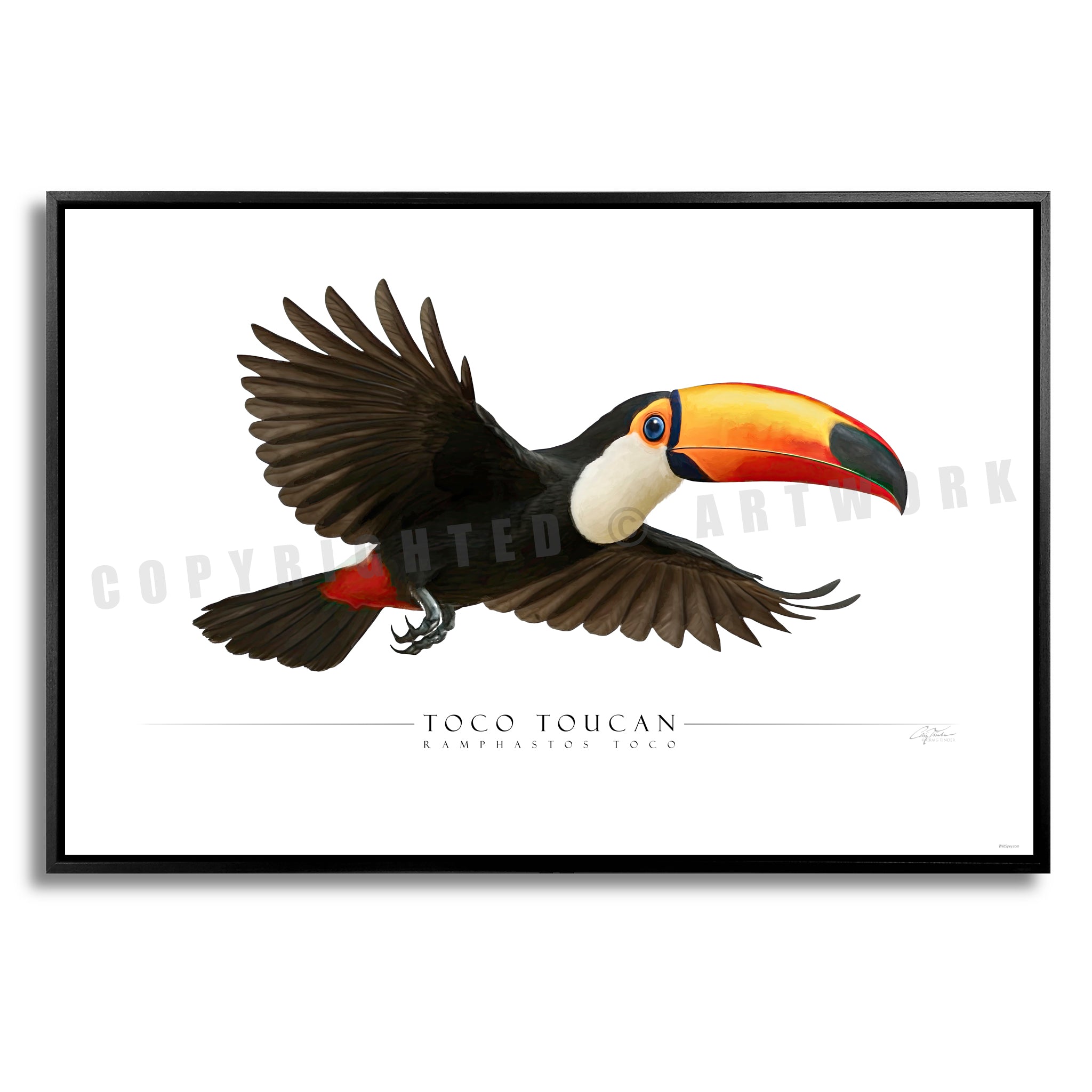 Toco Toucan - Side View