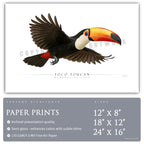 Toco Toucan - Side View