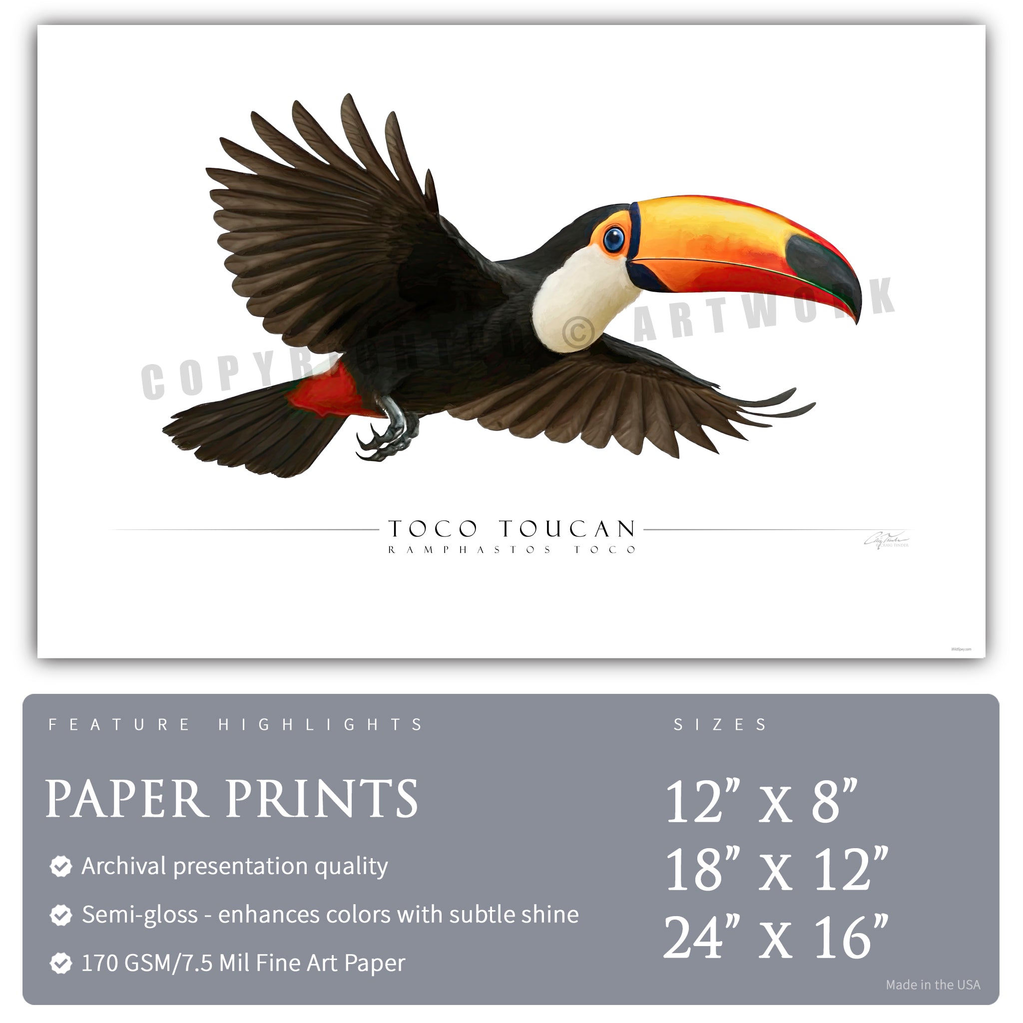 Toco Toucan - Side View