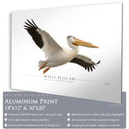 White Pelican - Side View